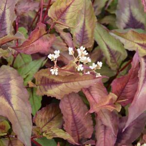 Persicaria microphylla 'Red Dragon' ---